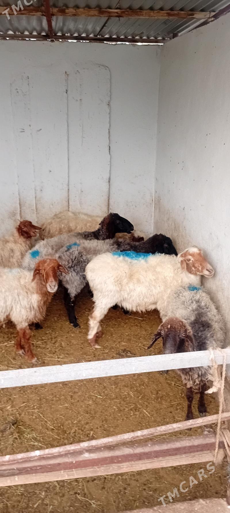 gysyr goyunlar - Aşgabat - img 1