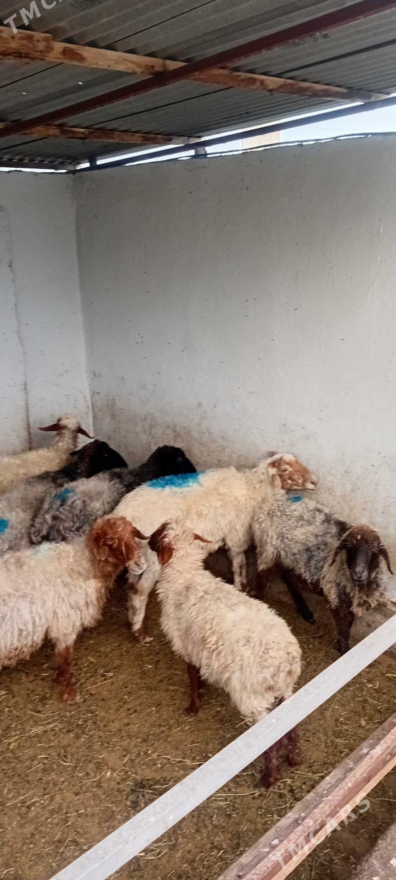 gysyr goyunlar - Aşgabat - img 2