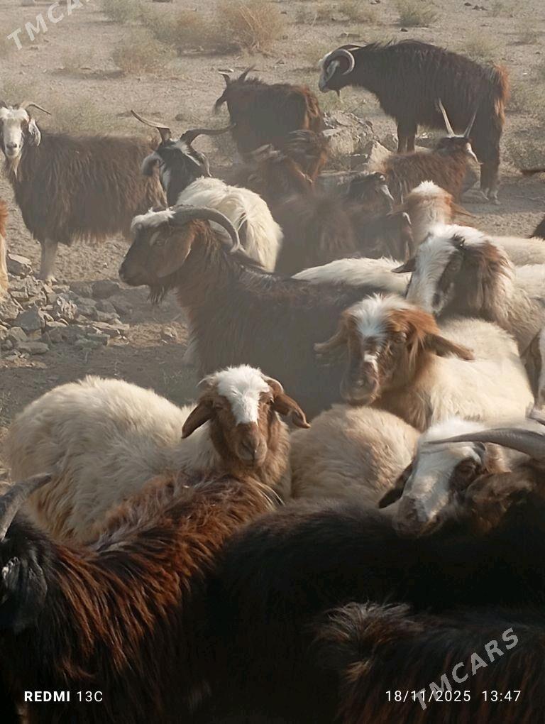 Goyun geci - Bereket - img 6