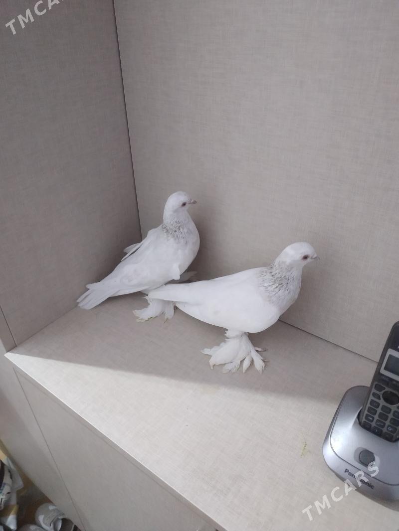 kepderi - Ашхабад - img 3