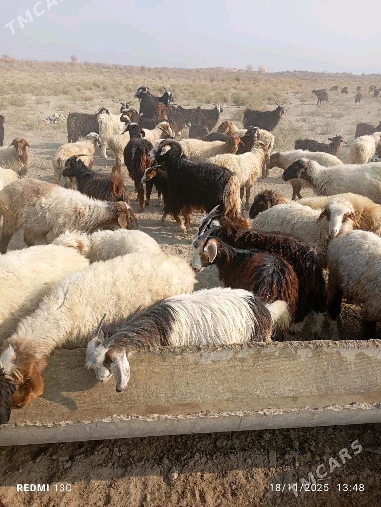 Goyun geci - Bereket - img 5