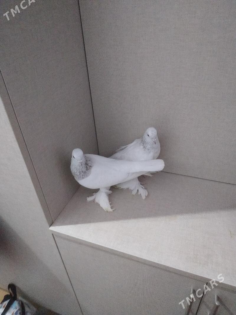 kepderi - Ашхабад - img 4