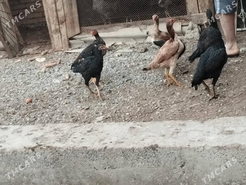 baysov - Türkmenabat - img 4