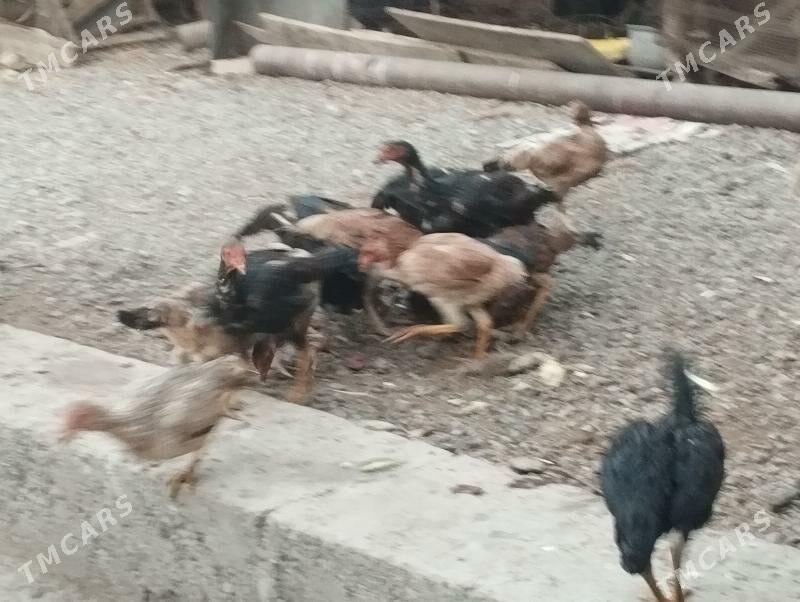 baysov - Türkmenabat - img 8