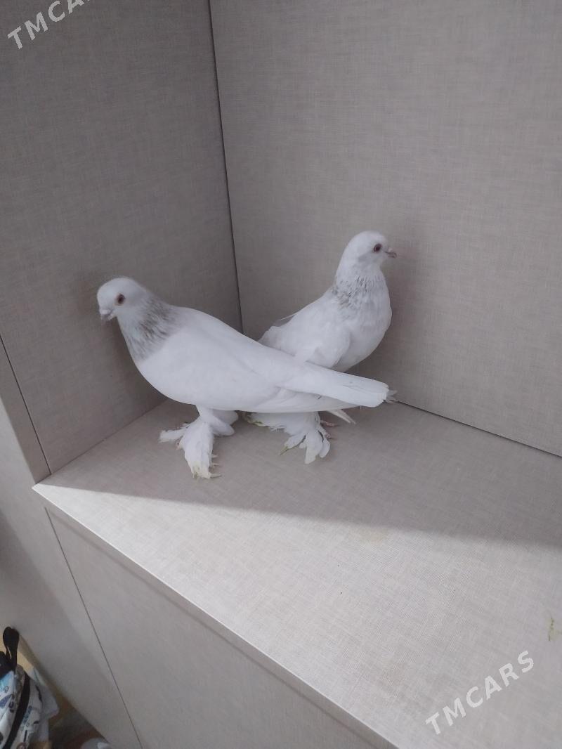 kepderi - Ашхабад - img 2