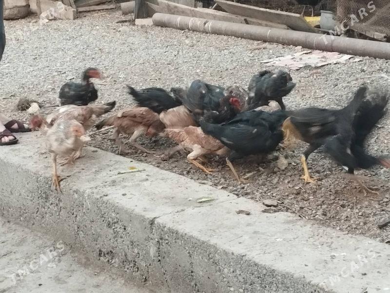 baysov - Türkmenabat - img 6