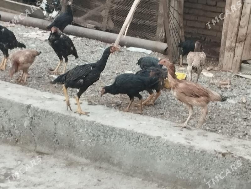 baysov - Türkmenabat - img 3