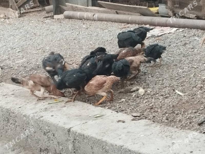 baysov - Türkmenabat - img 7