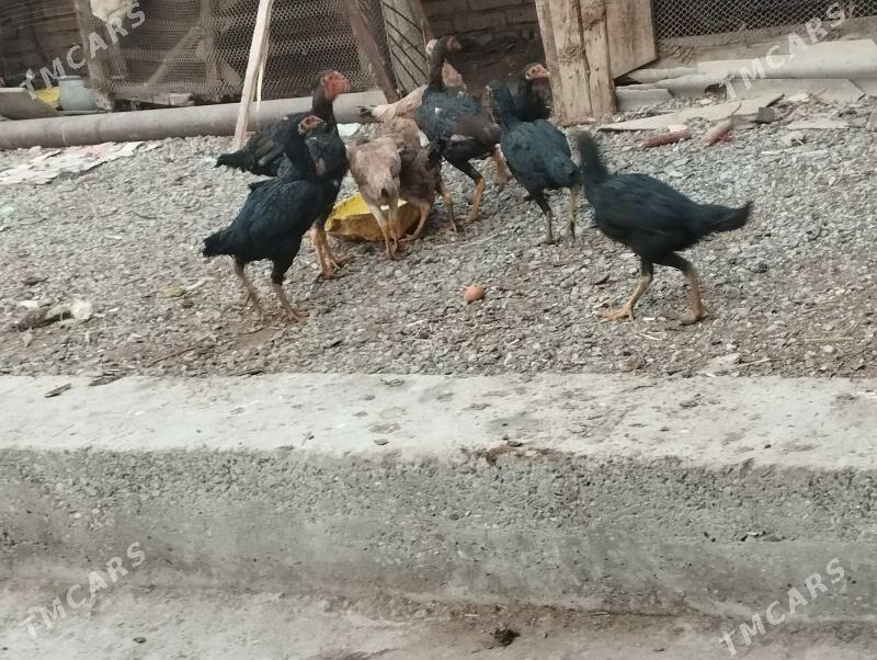 baysov - Türkmenabat - img 5