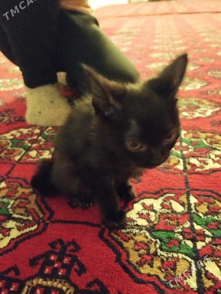 caga pisik - Daşoguz - img 1