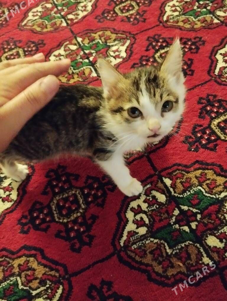 caga pisik - Daşoguz - img 4