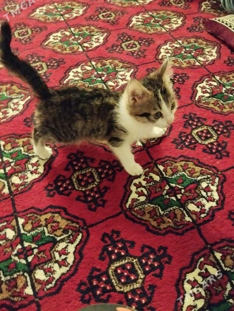 caga pisik - Daşoguz - img 3