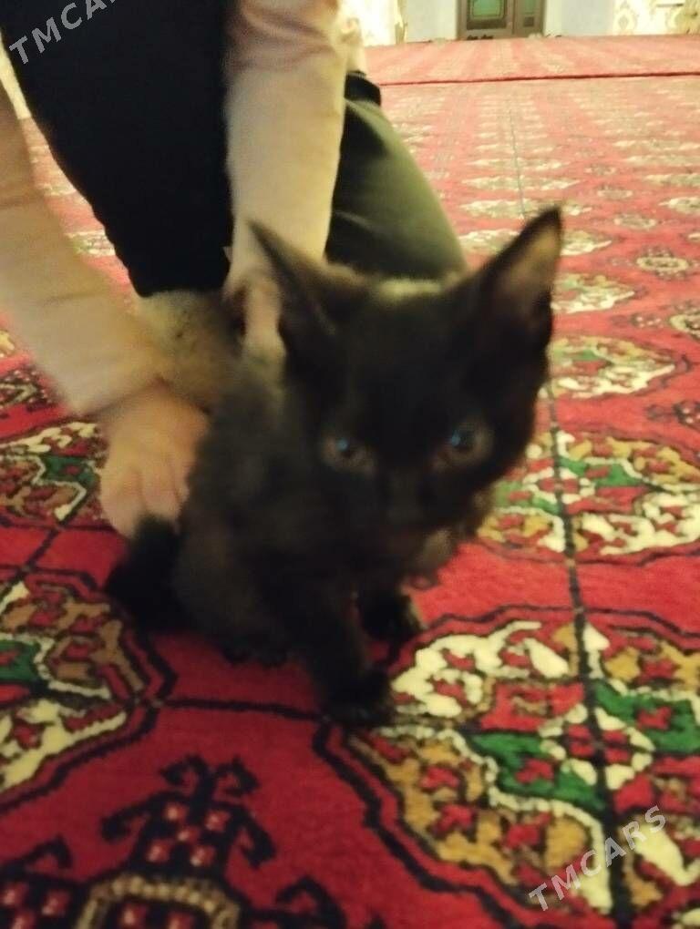 caga pisik - Daşoguz - img 2