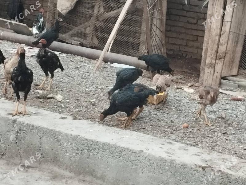 baysov - Türkmenabat - img 2