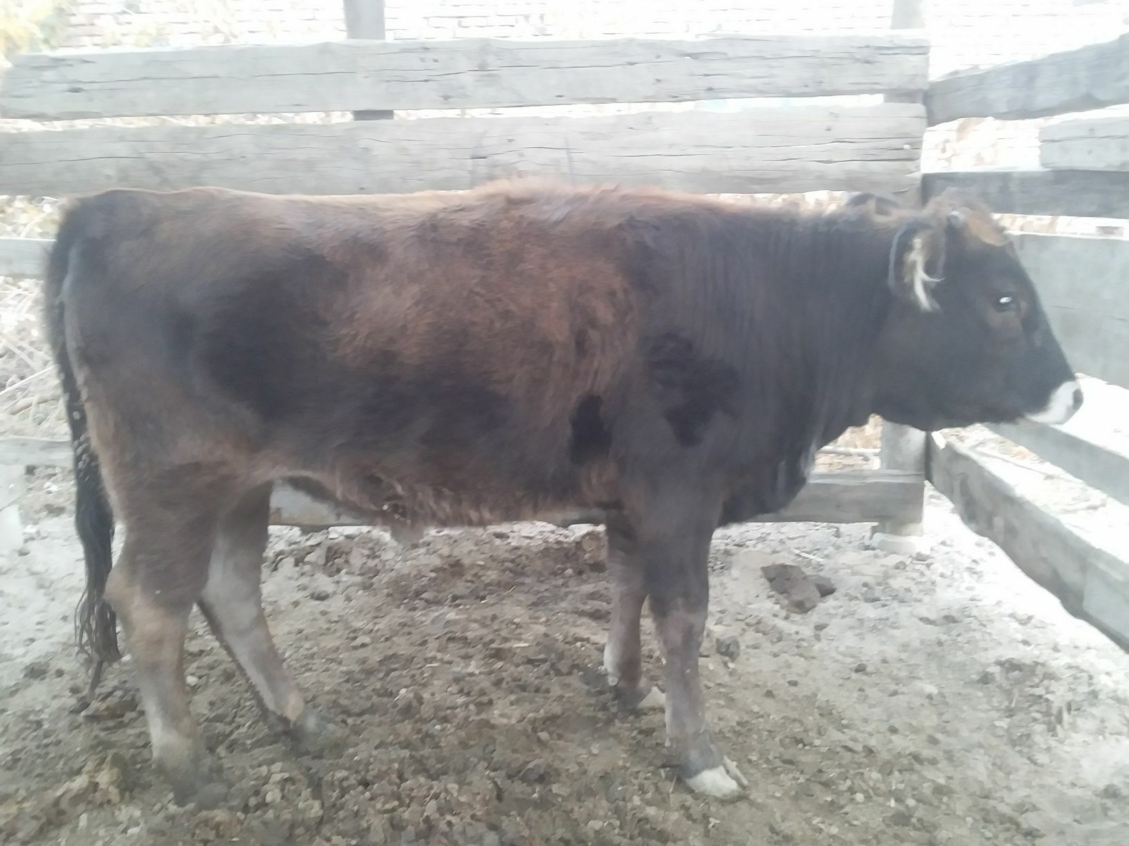 Tüwe - Bäherden - img 4