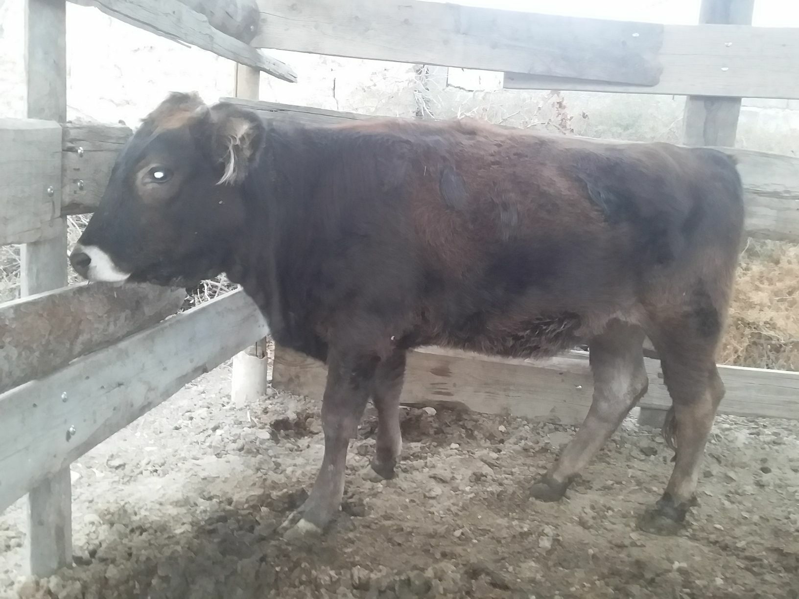 Tüwe - Bäherden - img 3