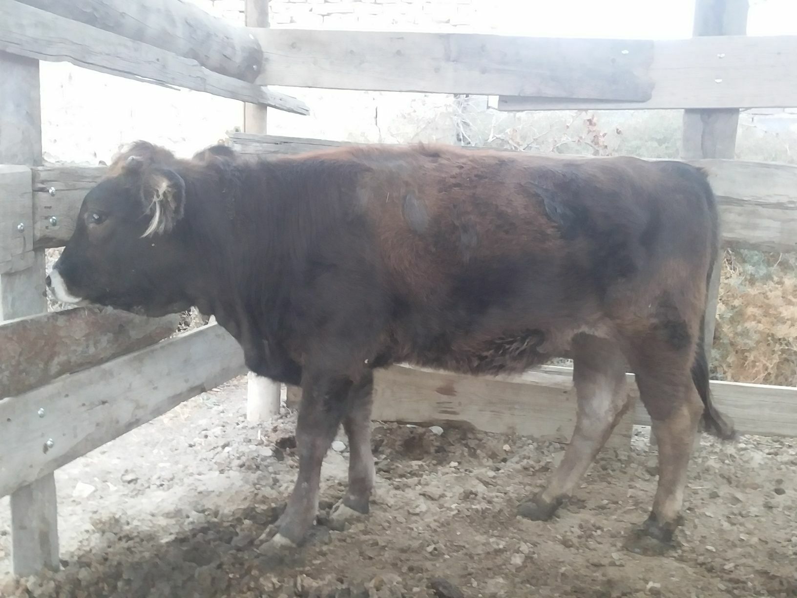 Tüwe - Bäherden - img 2