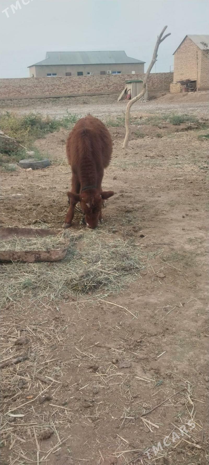 okiz - Бабадайхан - img 4