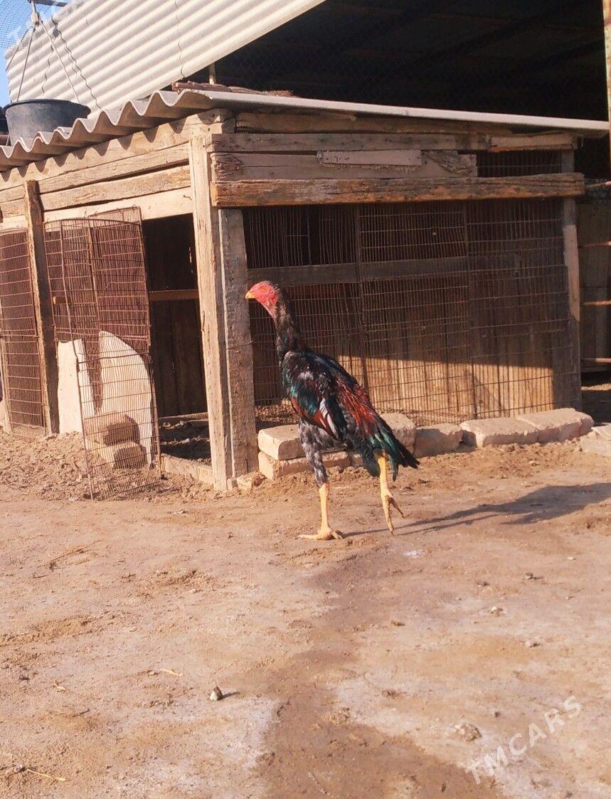 paroda - Векильбазар - img 4