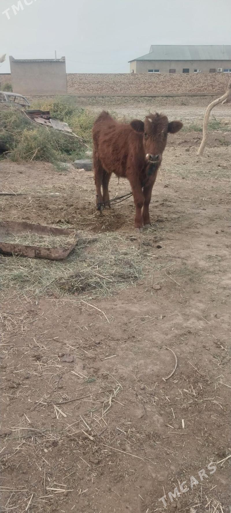 okiz - Бабадайхан - img 1