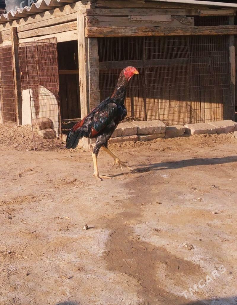 paroda - Векильбазар - img 3