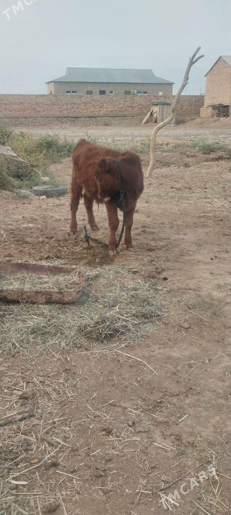 okiz - Бабадайхан - img 3