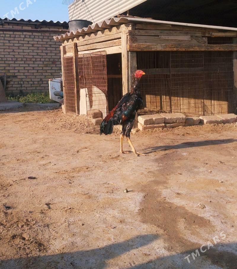 paroda - Векильбазар - img 2