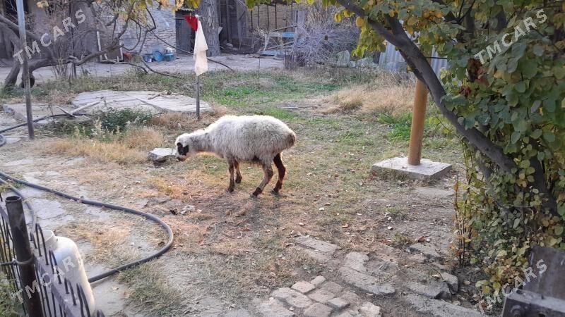 Баран, Goyun  - Gyzylarbat - img 3