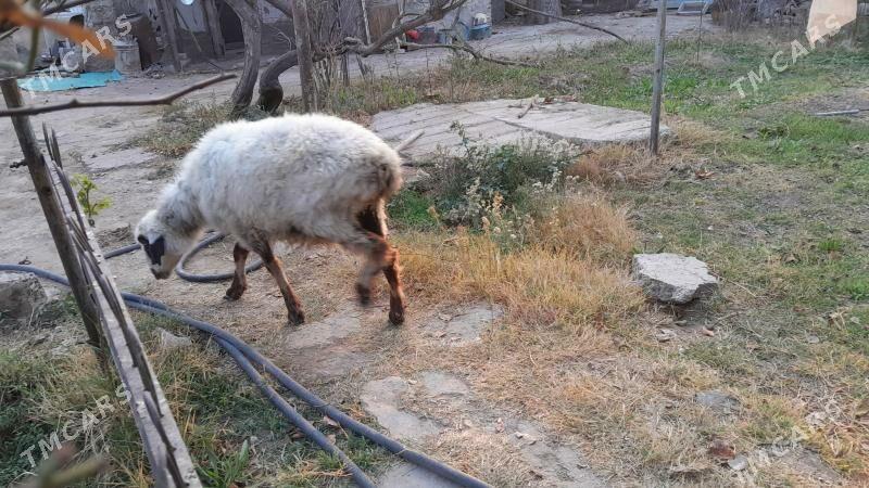 Баран, Goyun  - Gyzylarbat - img 2