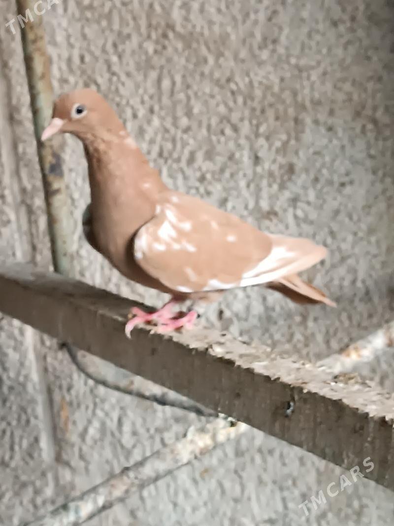 Kepderi - Mary - img 2