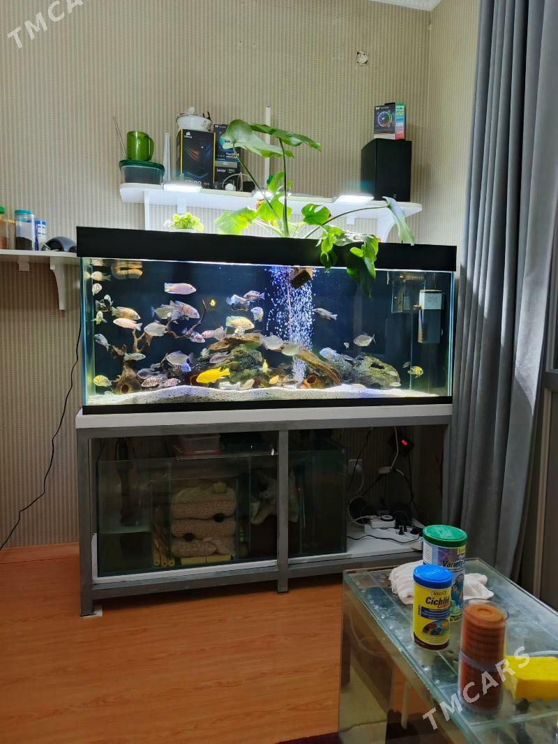 Super  Аквариум - Aşgabat - img 2