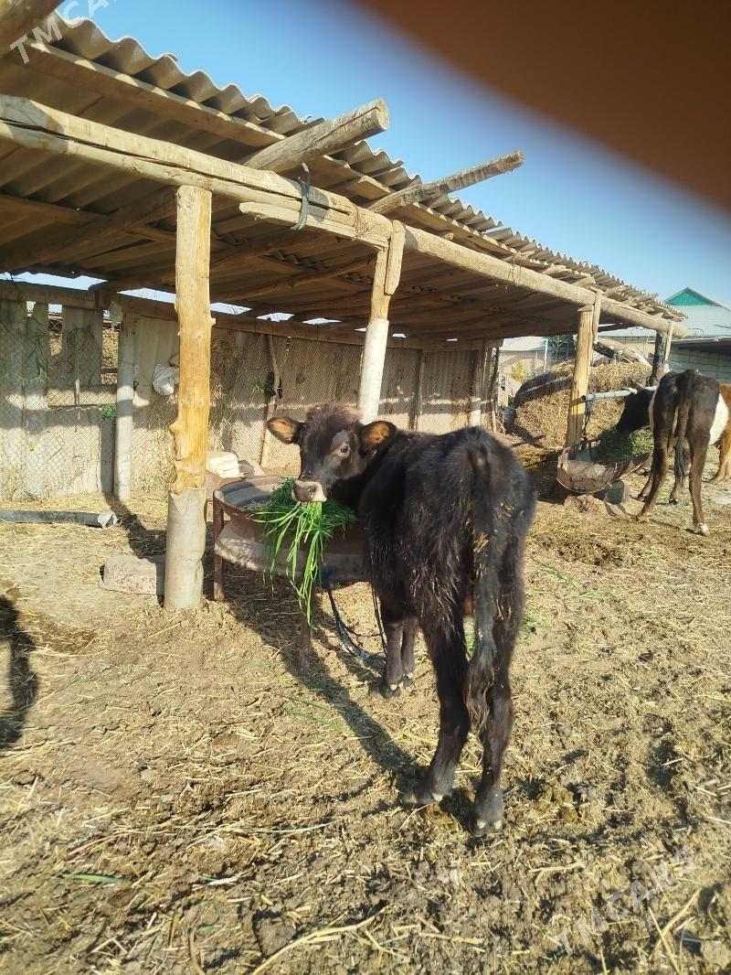 okuz - Бабадайхан - img 1