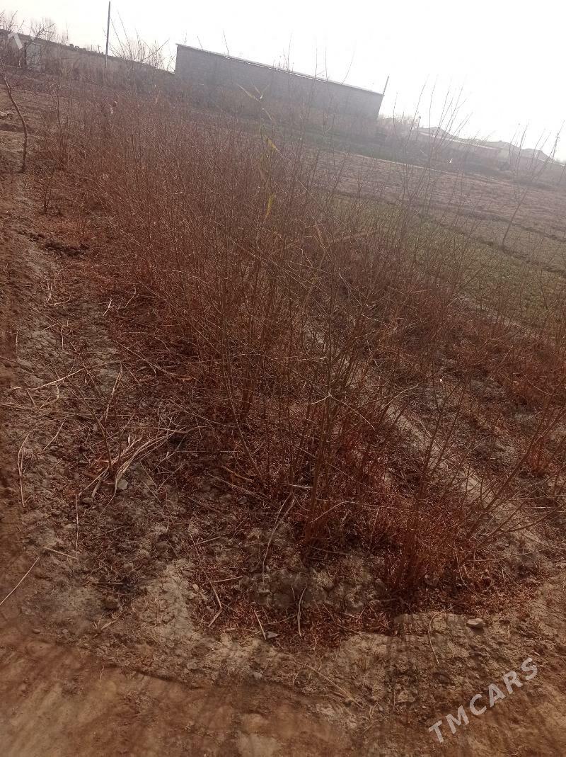 Nar nahal - Койтендаг - img 1