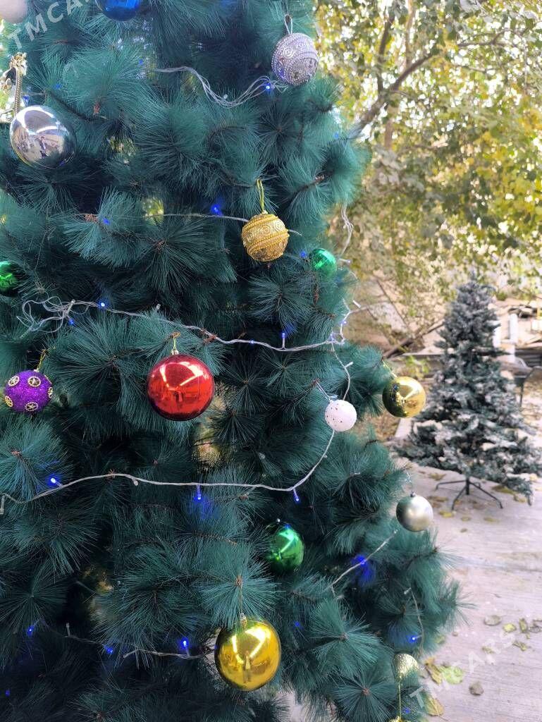 Arça - Aşgabat - img 3