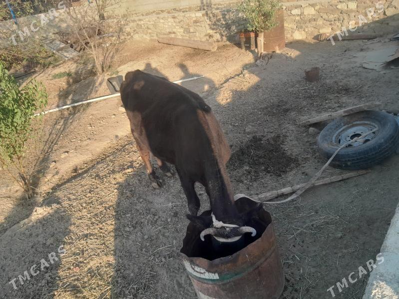 sygyr - Bereket - img 2