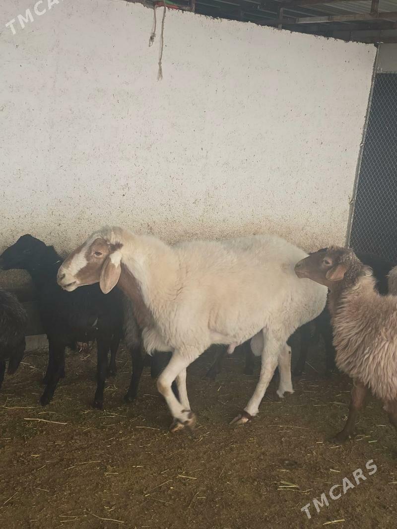 Goç gissar - Ak bugdaý etraby - img 1