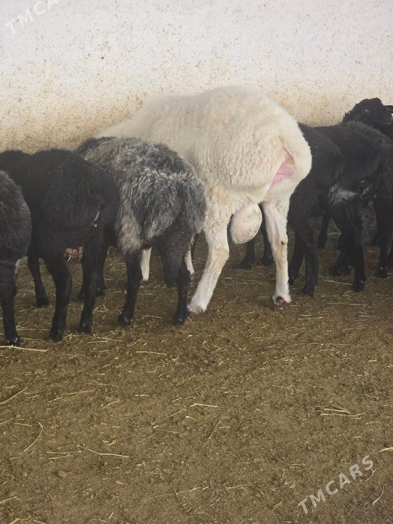 Goç gissar - Ak bugdaý etraby - img 2