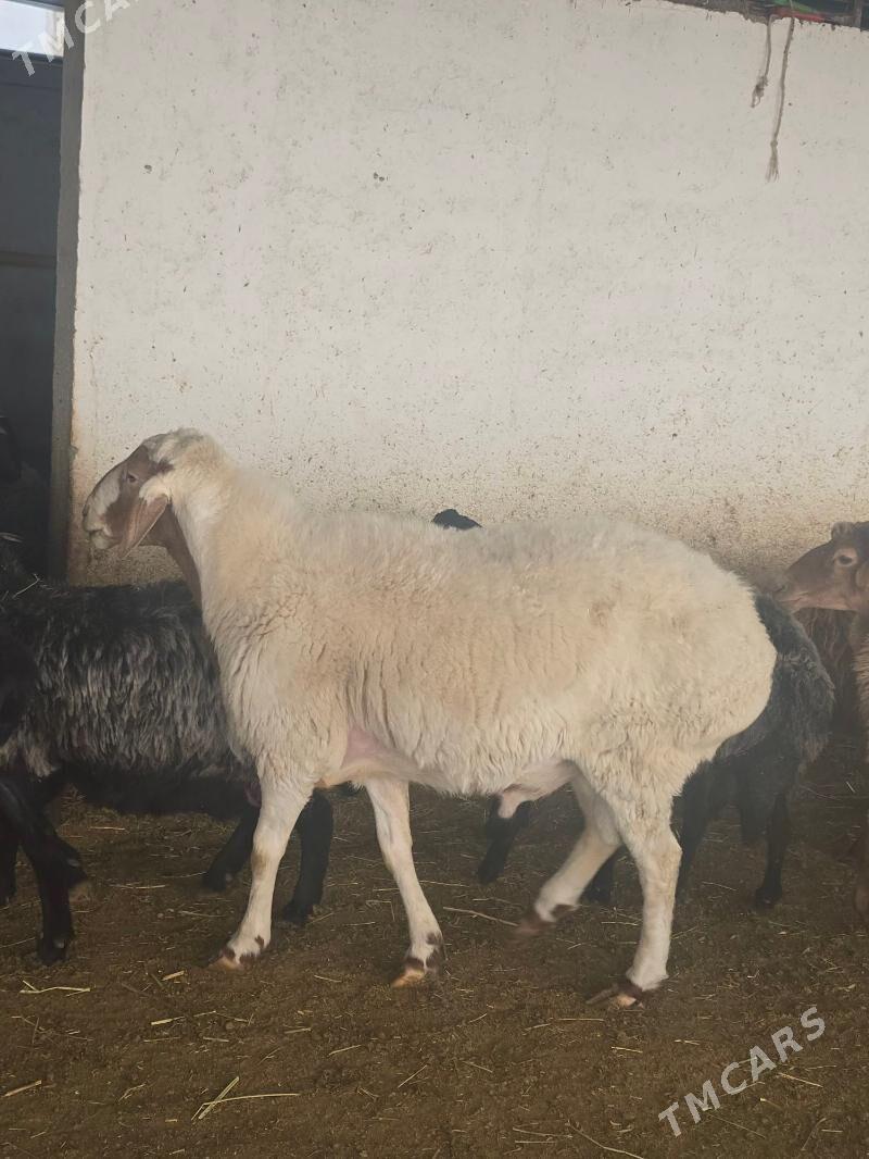 Goç gissar - Ak bugdaý etraby - img 4