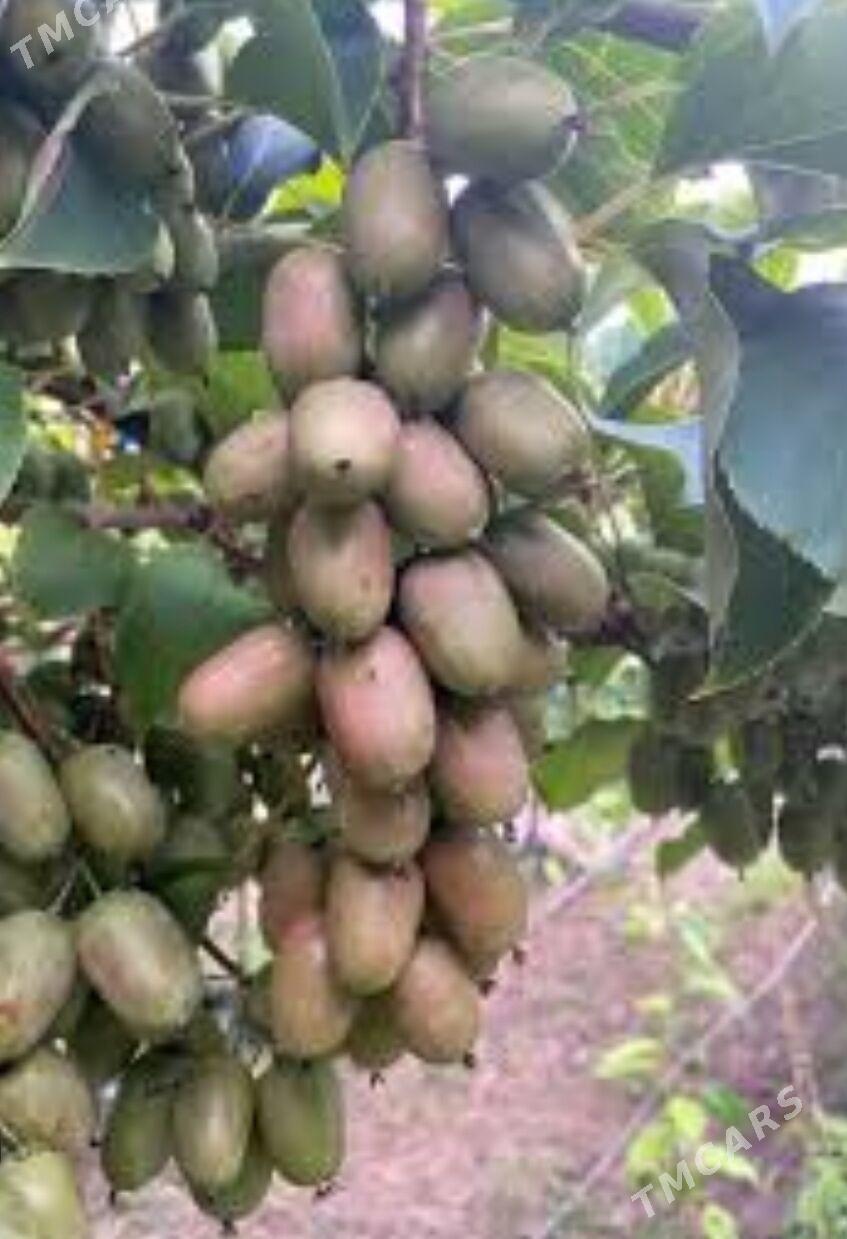 TURK NAHAL KIWI HAYWARD - Анев - img 5