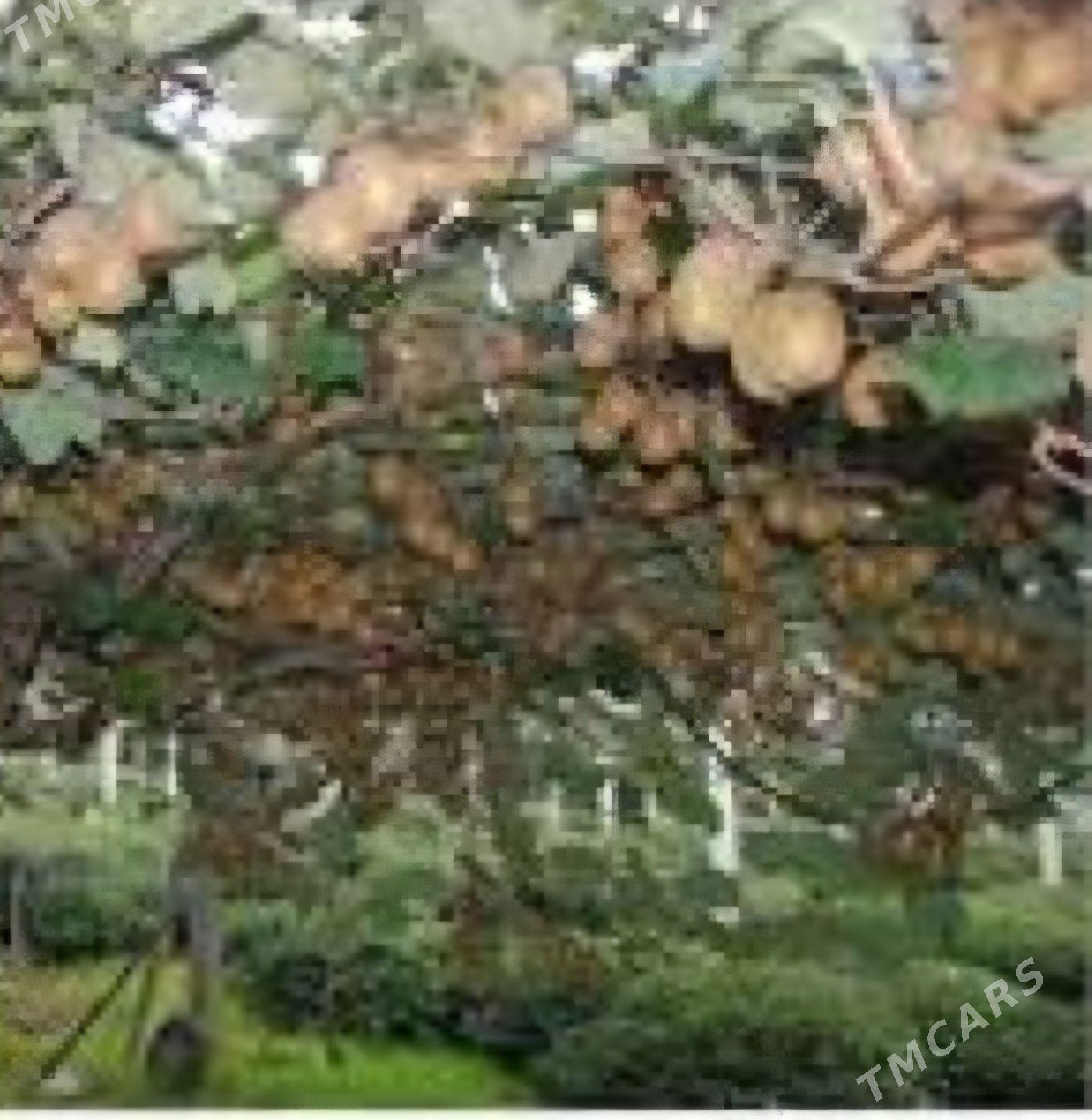 TURK NAHAL KIWI HAYWARD - Анев - img 4