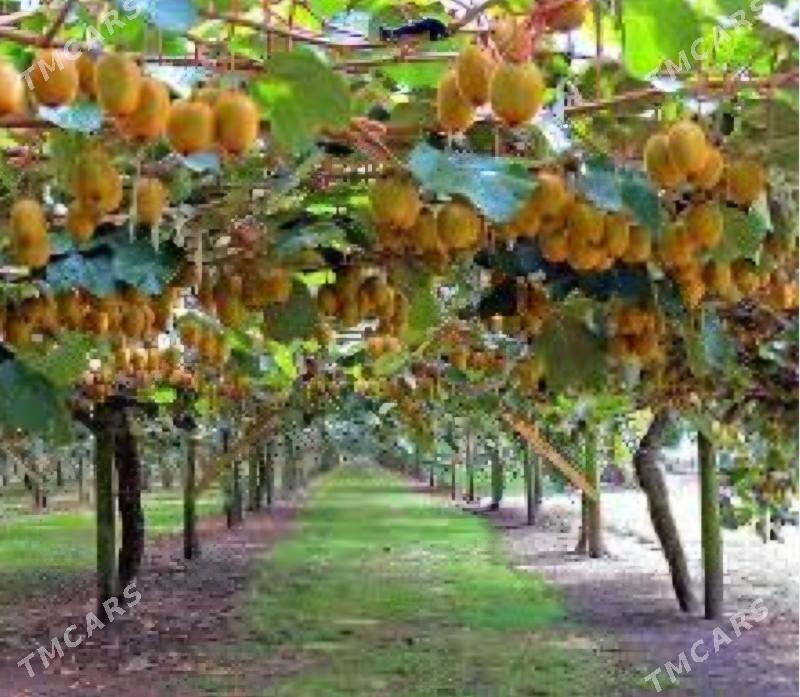 TURK NAHAL KIWI HAYWARD - Анев - img 7