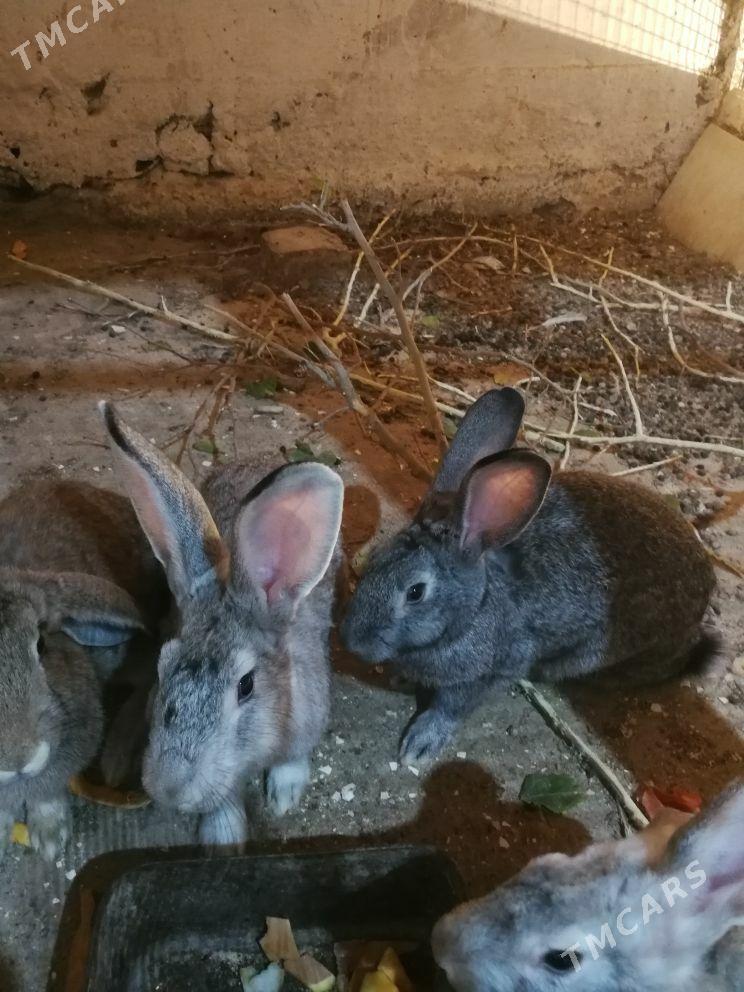 towsan - Bereket - img 4