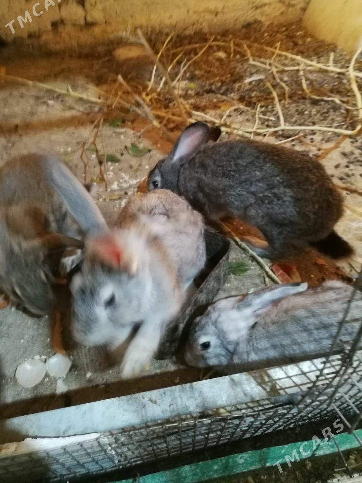 towsan - Bereket - img 2