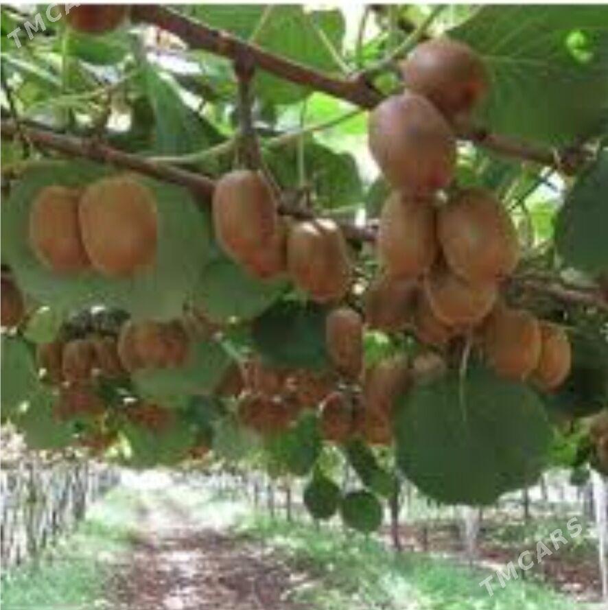 TURK NAHAL KIWI HAYWARD - Анев - img 3