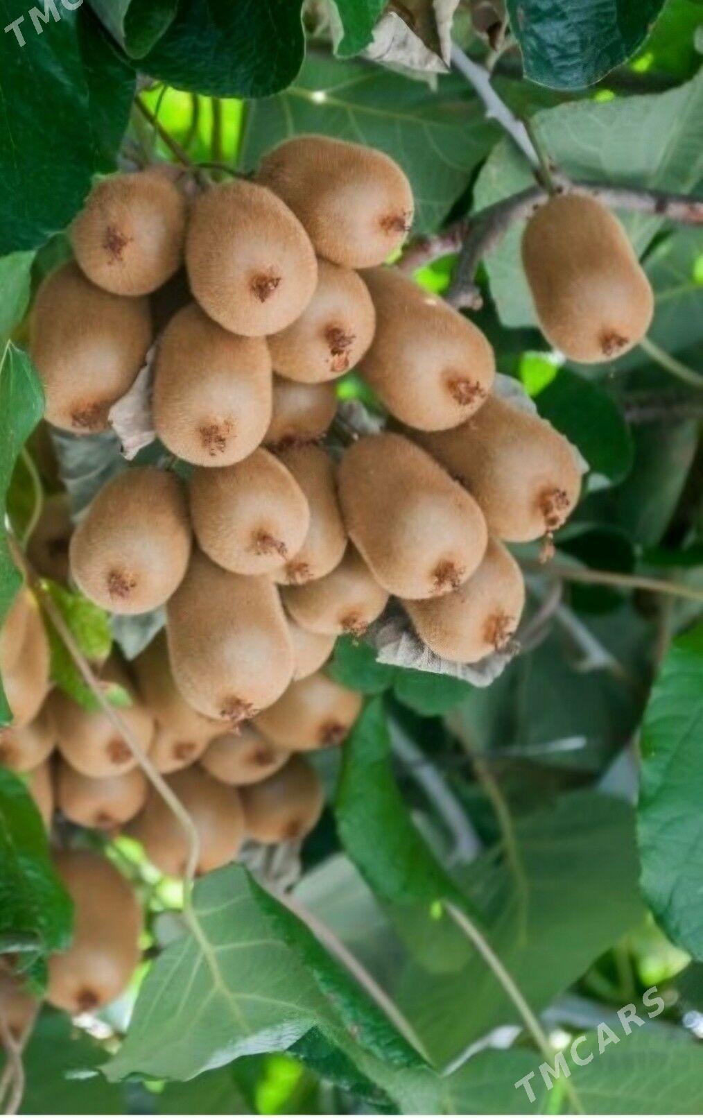 TURK NAHAL KIWI HAYWARD - Анев - img 6