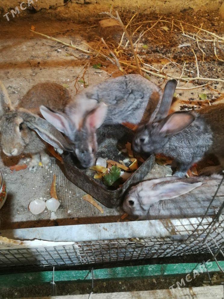 towsan - Bereket - img 1