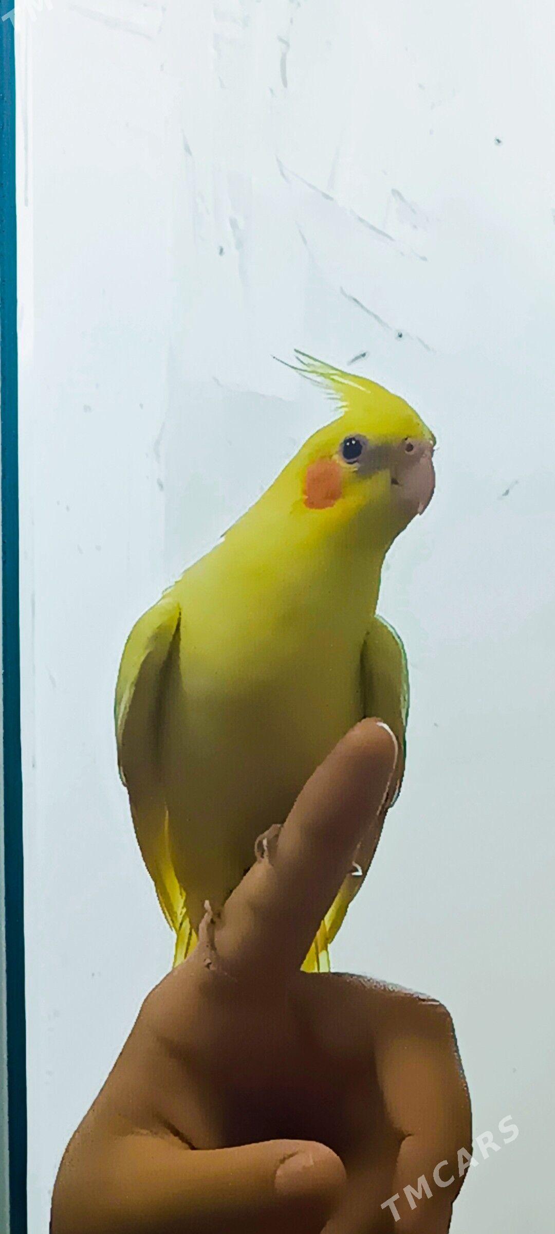 karella - Мир 7 - img 2