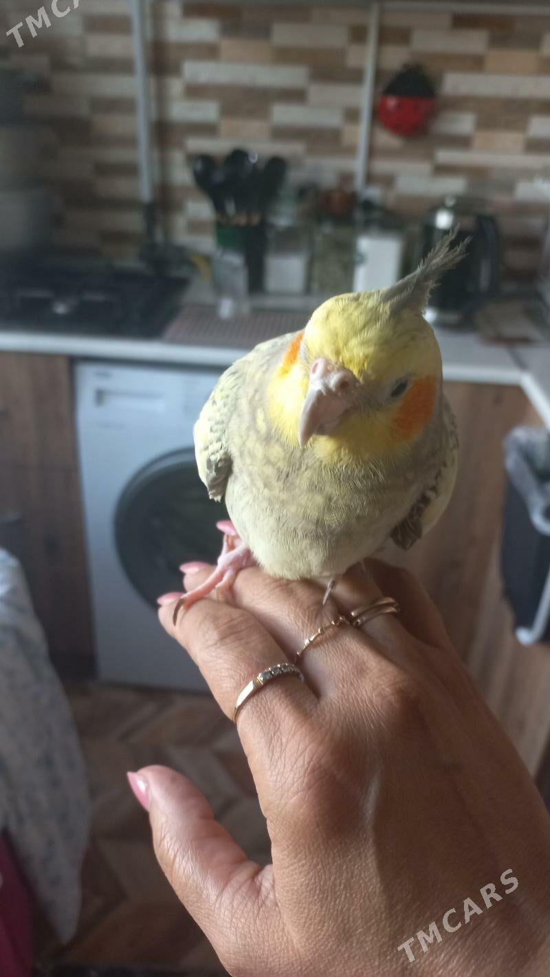 karella - Ашхабад - img 2