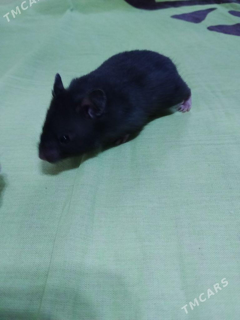 Хомячки - Ашхабад - img 2