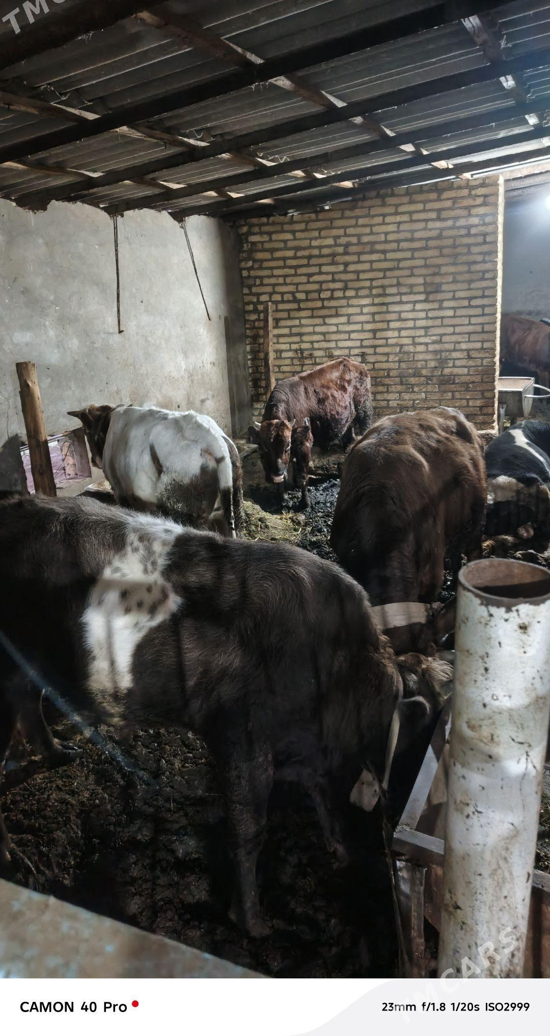 BAKYDA DURAN OKUZLER - Mary - img 1